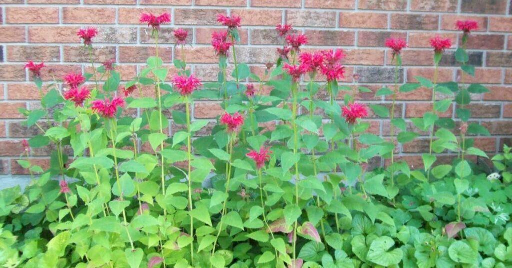 Bee Balm Flower Plant