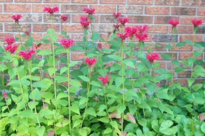 Bee Balm Flower Plant