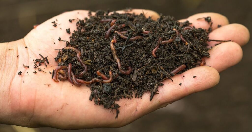 How to Care for Worms in Hot Weather Conditions