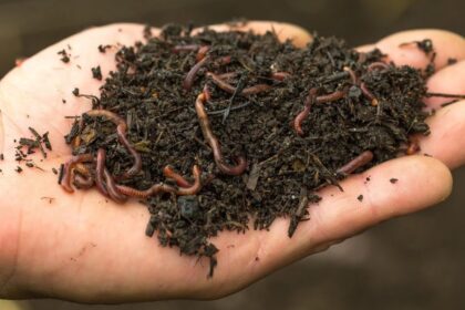 How to Care for Worms in Hot Weather Conditions