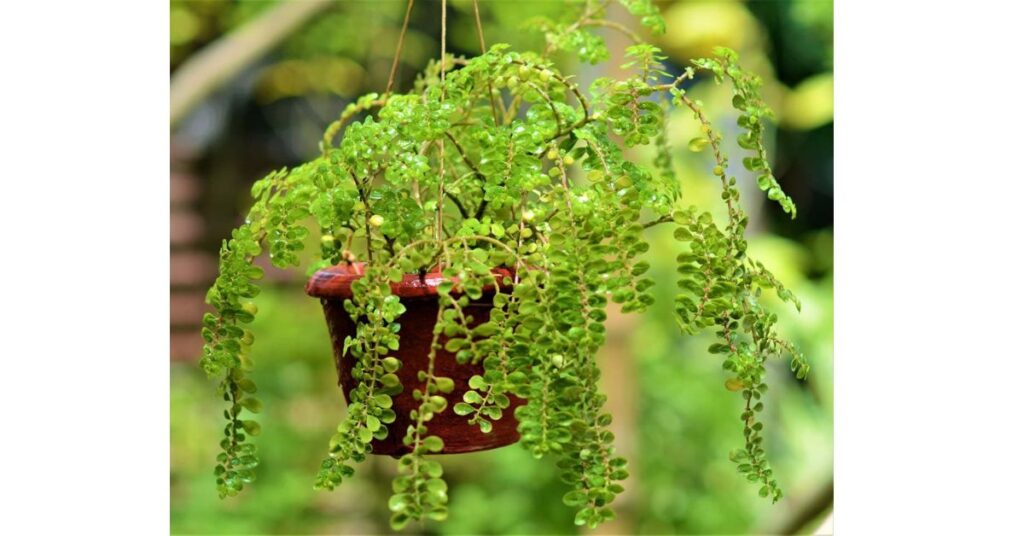 The Artillery Plant (Pilea microphylla)