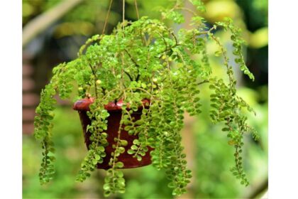 The Artillery Plant (Pilea microphylla)